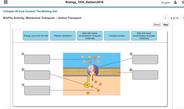 Bioflix activity: membrane transport -- diffusion