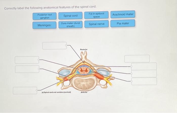 Correctly label the following anatomical features of the vertebra