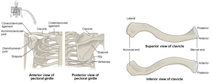 The pectoral girdle is an incomplete ring because