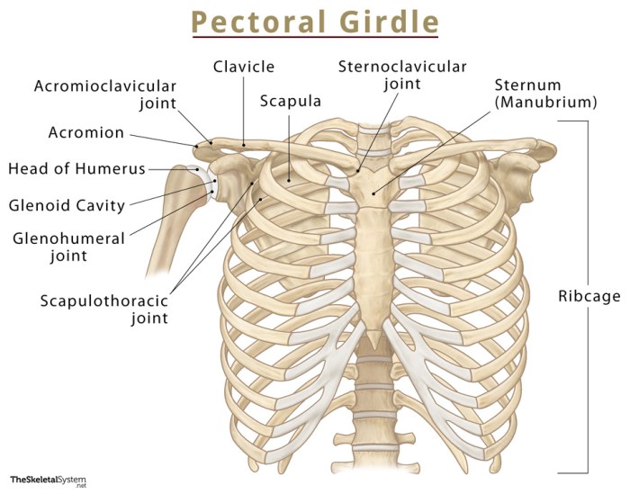 The pectoral girdle is an incomplete ring because