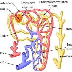 Nephron associated label parts solved its vessels blood transcribed problem text been show has