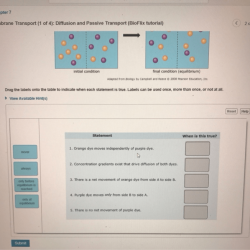 Bioflix activity: membrane transport -- diffusion