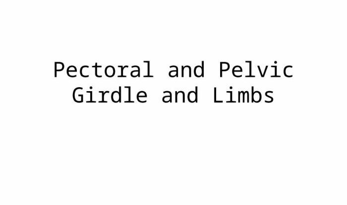 Pectoral anatomy girdles girdle bsb physiology