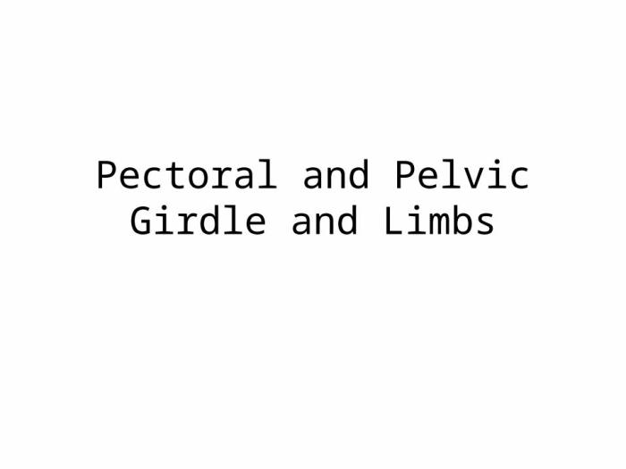 Pectoral anatomy girdles girdle bsb physiology