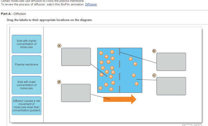 Bioflix activity: membrane transport -- diffusion