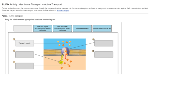 Bioflix activity: membrane transport -- diffusion